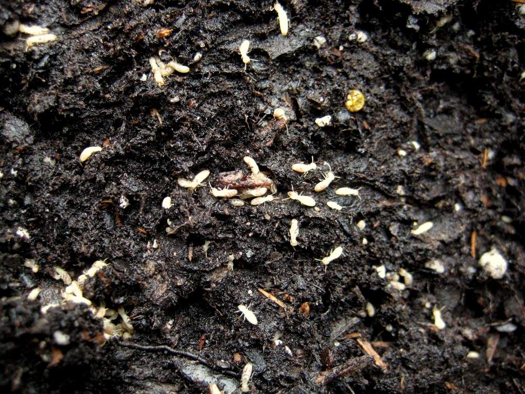 It's Not Work, It's Gardening! Termites! (don't panic)